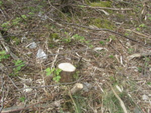 Environmental damage or inadvertent coppicing?