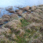 Loch shore line prone to flooding. 