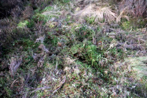 Thick vegetation covering on pitch 2 - unsuitable for pitching tent or recreational camping