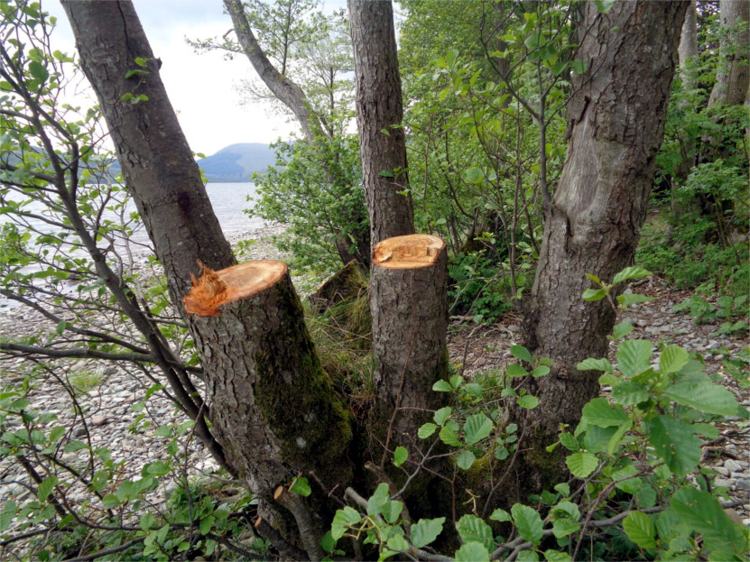 Criminal damage to loch side trees. two trunks felled.